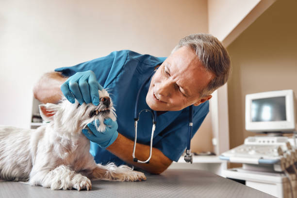 Best Emergency Care for Gum Disease in Smith Center, KS